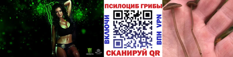 где купить   Курганинск  Галлюциногенные грибы Magic Shrooms 